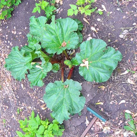 Rhubarb Plant | Teaspoonofspice.com