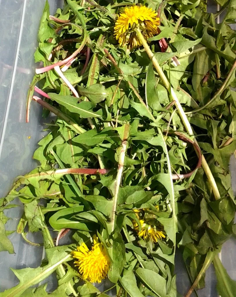 Tastes like honey! Impossibly easy to make: DANDELION JELLY