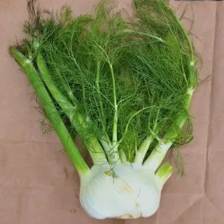 Fennel bulb