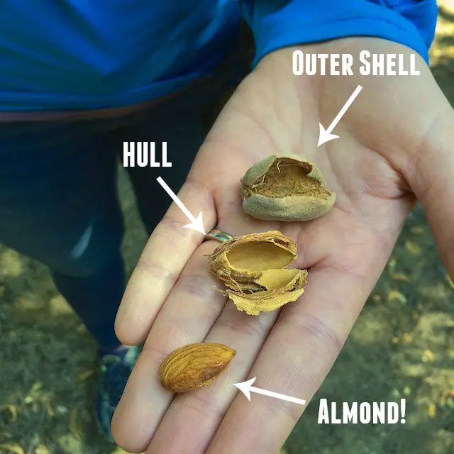 Did you know? Almonds have 3 parts to them - all used as feed, livestock bedding or fuel! @Tspbasil