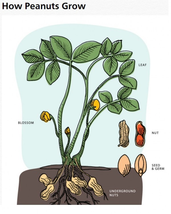 How Do Peanuts Grow | @tspcurry | Holiday Peanut Recipes