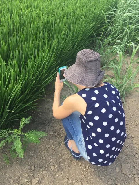 #StitchFixReDux -Blouse in rice field