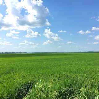 Rice fields in Greenville, MS (courtesy of #sponsored Uncle Ben's Rice Tour)