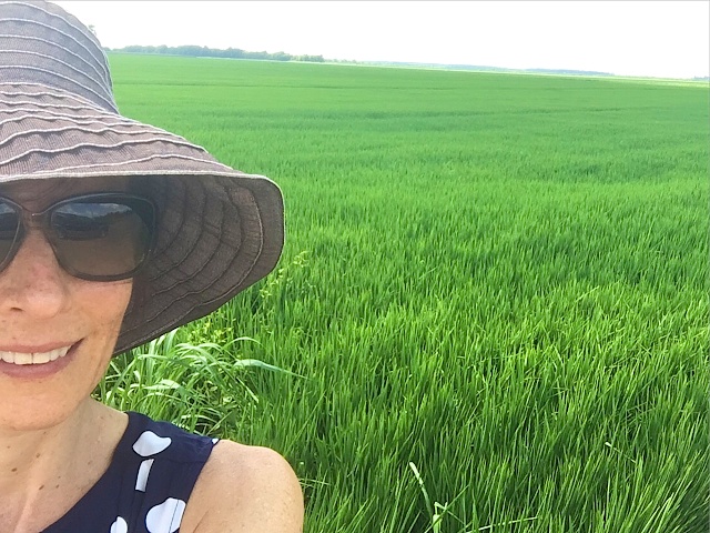 Rice fields in Greenville, MS (courtesy of #sponsored Uncle Ben's Rice Tour)